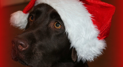 Kerst bij Hond Centraal